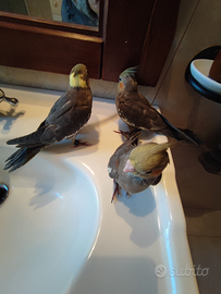 Tre belli calopsite svezzati