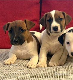 Cuccioli Jack Russell Terrier