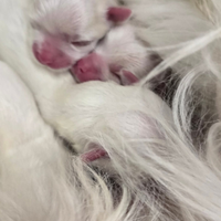 Cuccioli di maltese toy