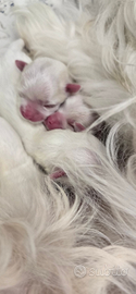 Cuccioli di maltese toy