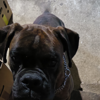 Boxer disponibile per monte