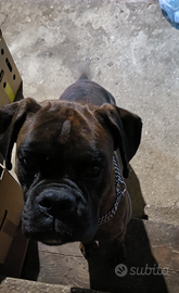Boxer disponibile per monte