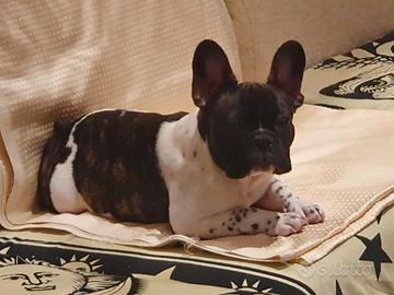Bulldog francese