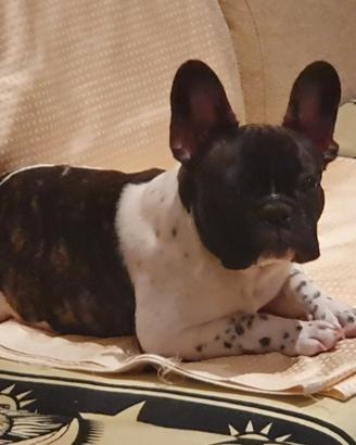 Bulldog francese