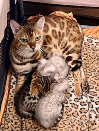 Bengala cuccioli pedigree enfi