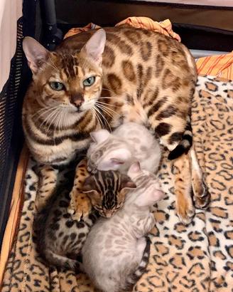 Bengala cuccioli pedigree enfi