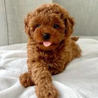 Barboncina Toy Maddy - cucciola di pregio a rate