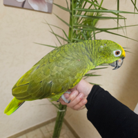 Amazzone fronte gialla