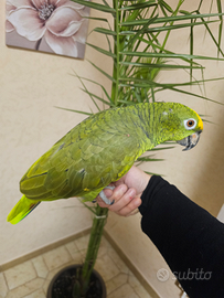 Amazzone fronte gialla