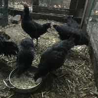 Gruppo Ayam Cemani