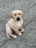 cucciola-di-labrador-retriever