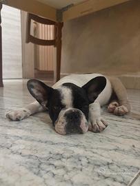 Cucciolo bulldog francese maschio