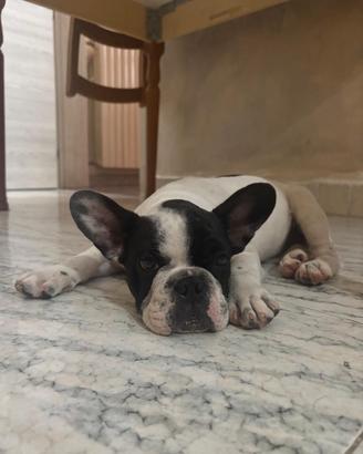 Cucciolo bulldog francese maschio