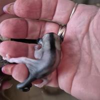 Petauro dello zucchero