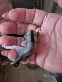 Petauro dello zucchero