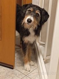 Adozione del cuore per Zampa