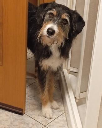 Adozione del cuore per Zampa