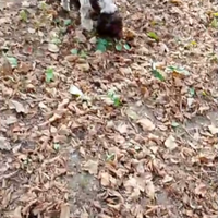 Bracco lagotto