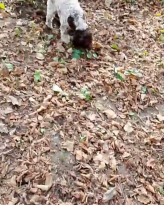 Bracco lagotto
