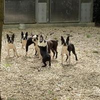 Boston Terrier