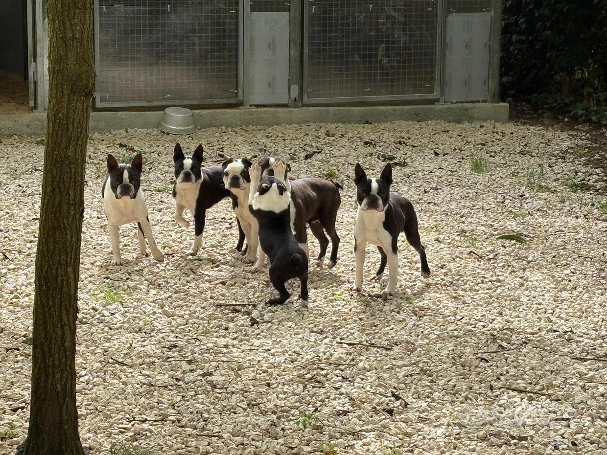 Sottobicchiere Boston Terrier con cane, sottobicchiere a forma di