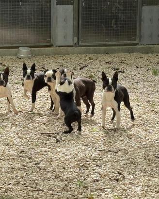 Boston Terrier