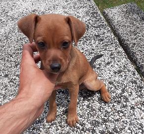 Chipin pinscher chihuahua