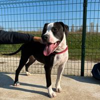 Amstaff cucciola