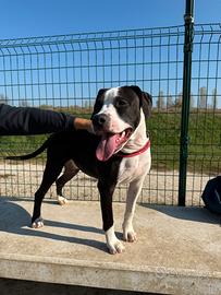 Amstaff cucciola