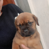 Cuccioli mix Dogue de Bordeaux x Rotwailler