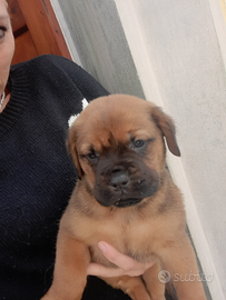 Cuccioli mix Dogue de Bordeaux x Rotwailler