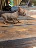 lion-pinscher-toy