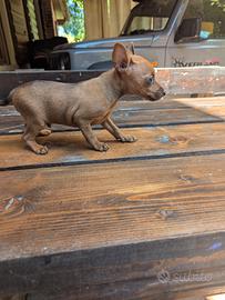 Lion Pinscher toy