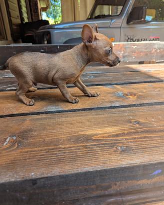 Lion Pinscher toy