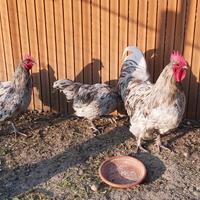 Gallo astralorp splasc o argentati