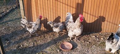 Gallo astralorp splasc o argentati