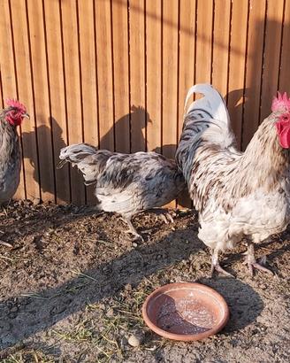 Gallo astralorp splasc o argentati