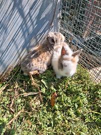 Coniglietti testa di leone