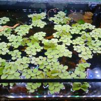 Salvinia natans pianta galleggiante