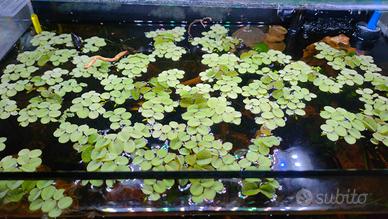 Salvinia natans pianta galleggiante
