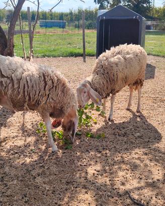 2 montoni 18 mesi - razza senza corna - pacifici