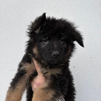 Cuccioli di pastore tedesco pelo lungo