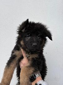 Cuccioli di pastore tedesco pelo lungo