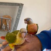 Pappagallo Baby Pyrurra