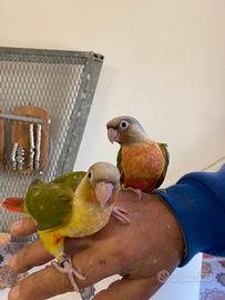 Pappagallo Baby Pyrurra