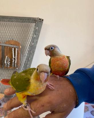 Pappagallo Baby Pyrurra