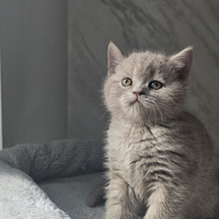 British Shorthair femmine