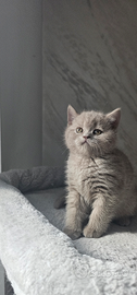 British Shorthair femmine