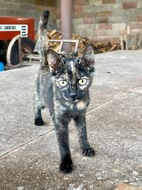 Gattina femmina