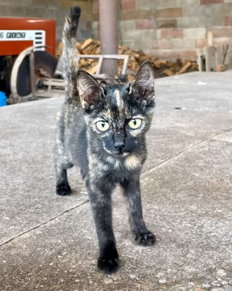 Gattina femmina